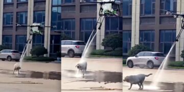 Video Shows Huge Drone Descending on Unsuspecting Dog and Blasting It With Water