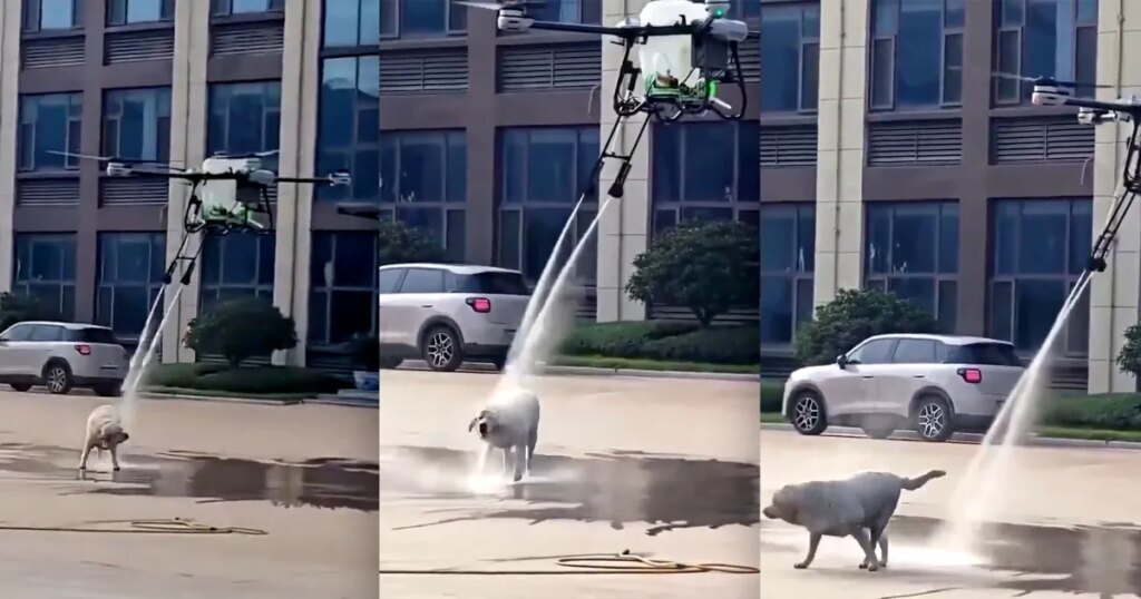 Video Shows Huge Drone Descending on Unsuspecting Dog and Blasting It With Water