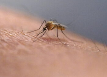 Mosquitoes are making Los Angeles summers a living hell