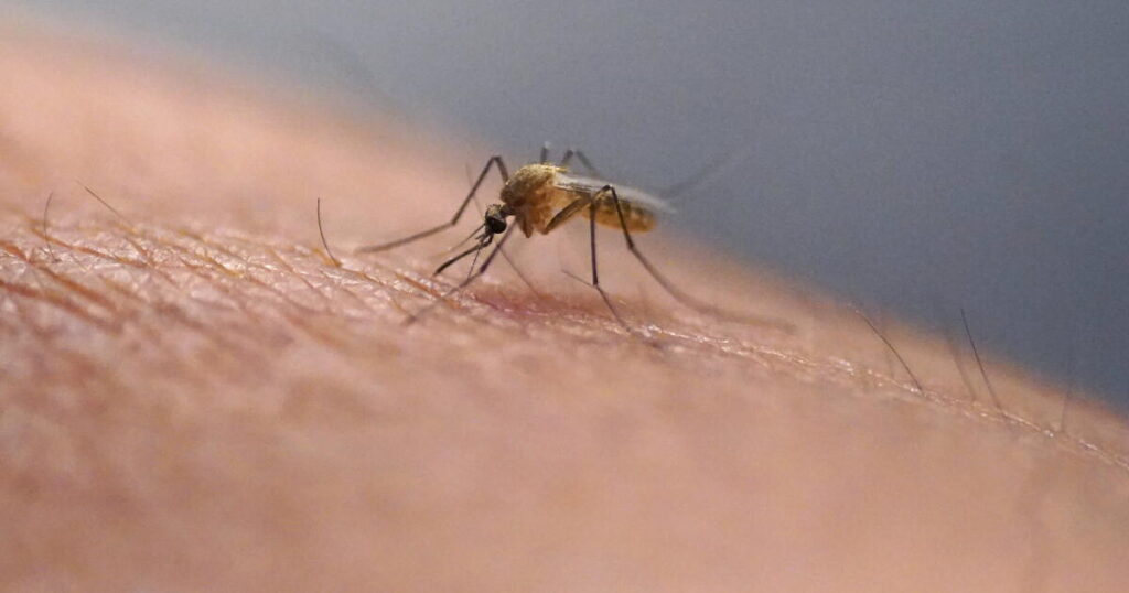 Mosquitoes are making Los Angeles summers a living hell