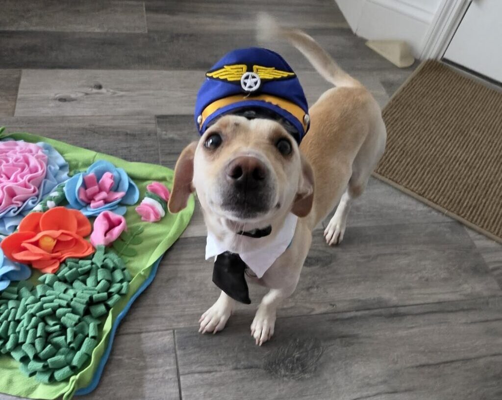 A stray dog prompted a wild airport chase. Days later, he was adopted.