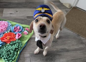 A stray dog prompted a wild airport chase. Days later, he was adopted.