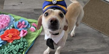 A stray dog prompted a wild airport chase. Days later, he was adopted.