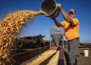 ‘Maddest I’ve seen farmers in a long time’: Trump’s beef gambit ignites GOP farm rebellion