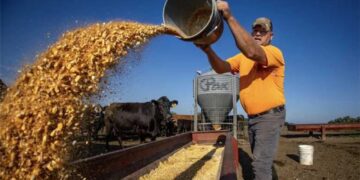‘Maddest I’ve seen farmers in a long time’: Trump’s beef gambit ignites GOP farm rebellion