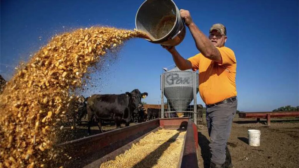 ‘Maddest I’ve seen farmers in a long time’: Trump’s beef gambit ignites GOP farm rebellion