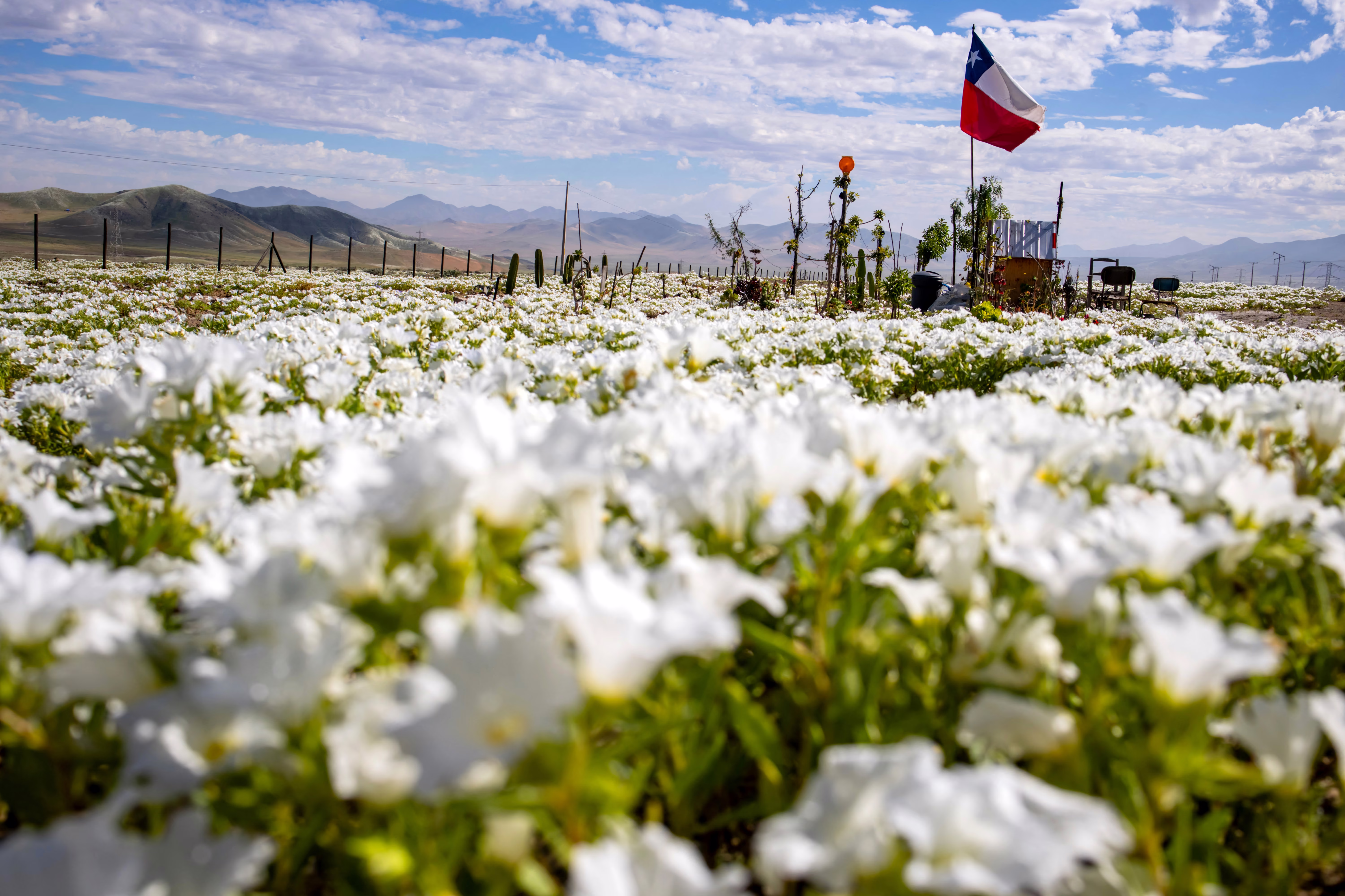 A Chilean flag stands among wildflowers.