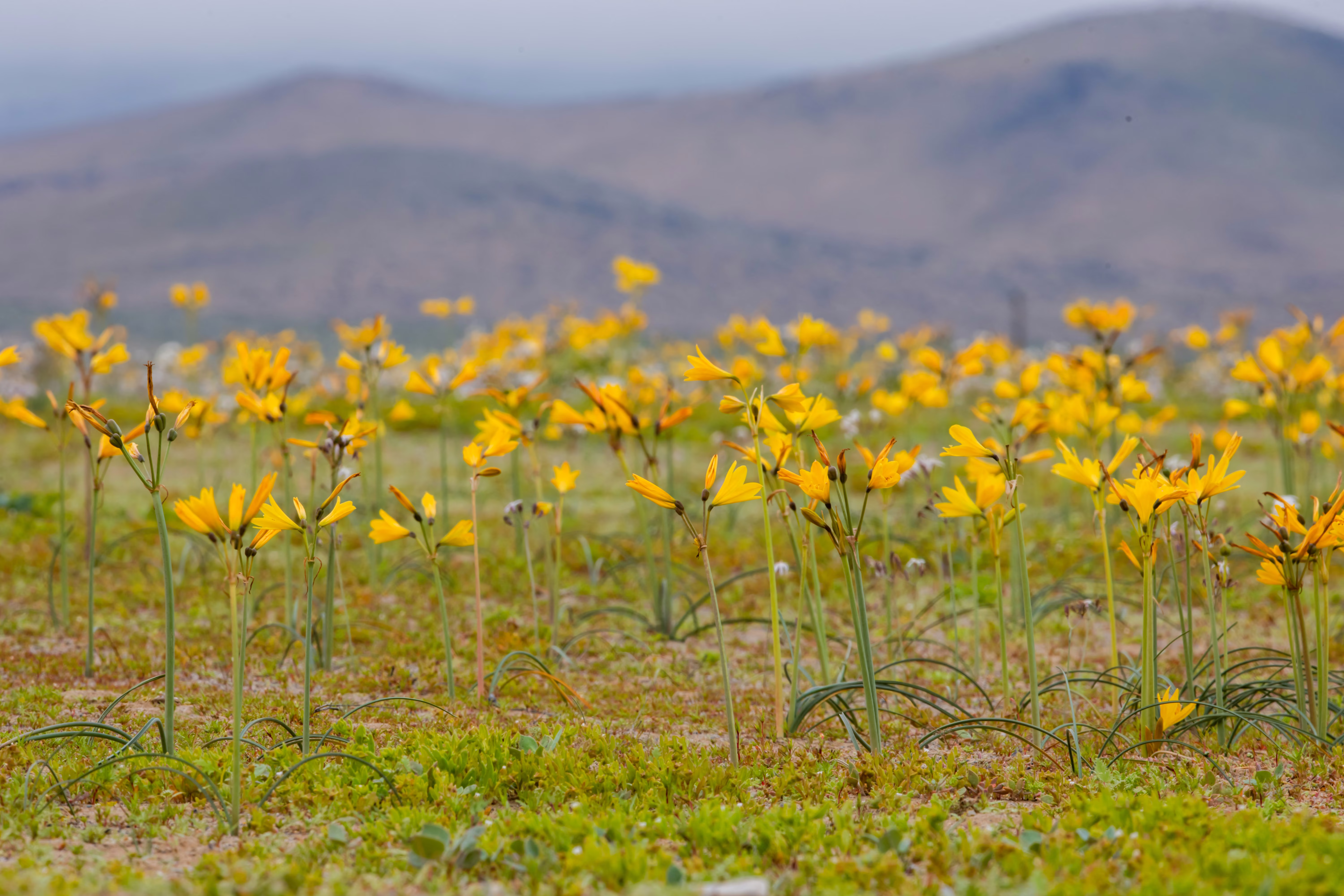 Yellow flowers, blooming in a desert