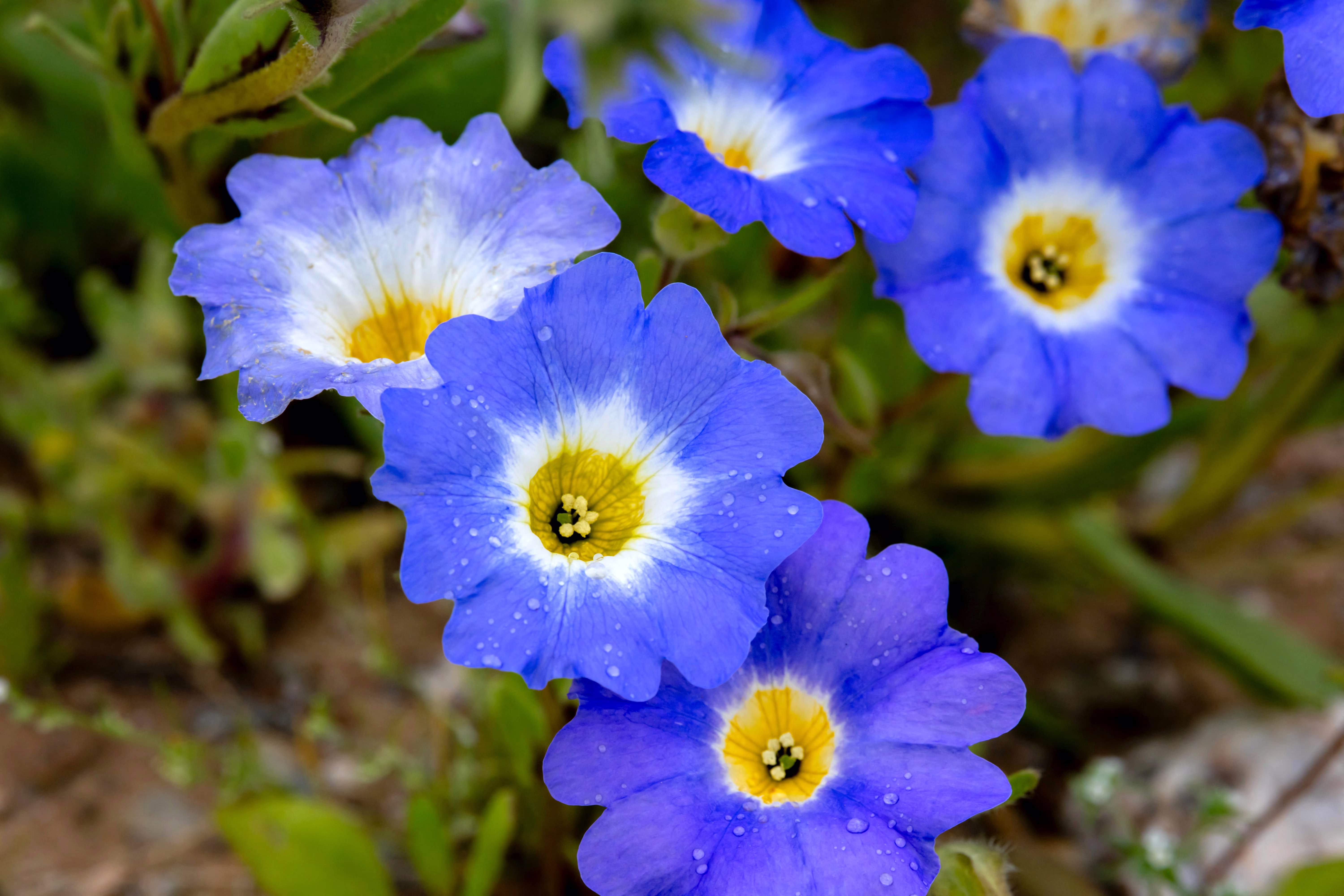 Blue wildflowers in bloom