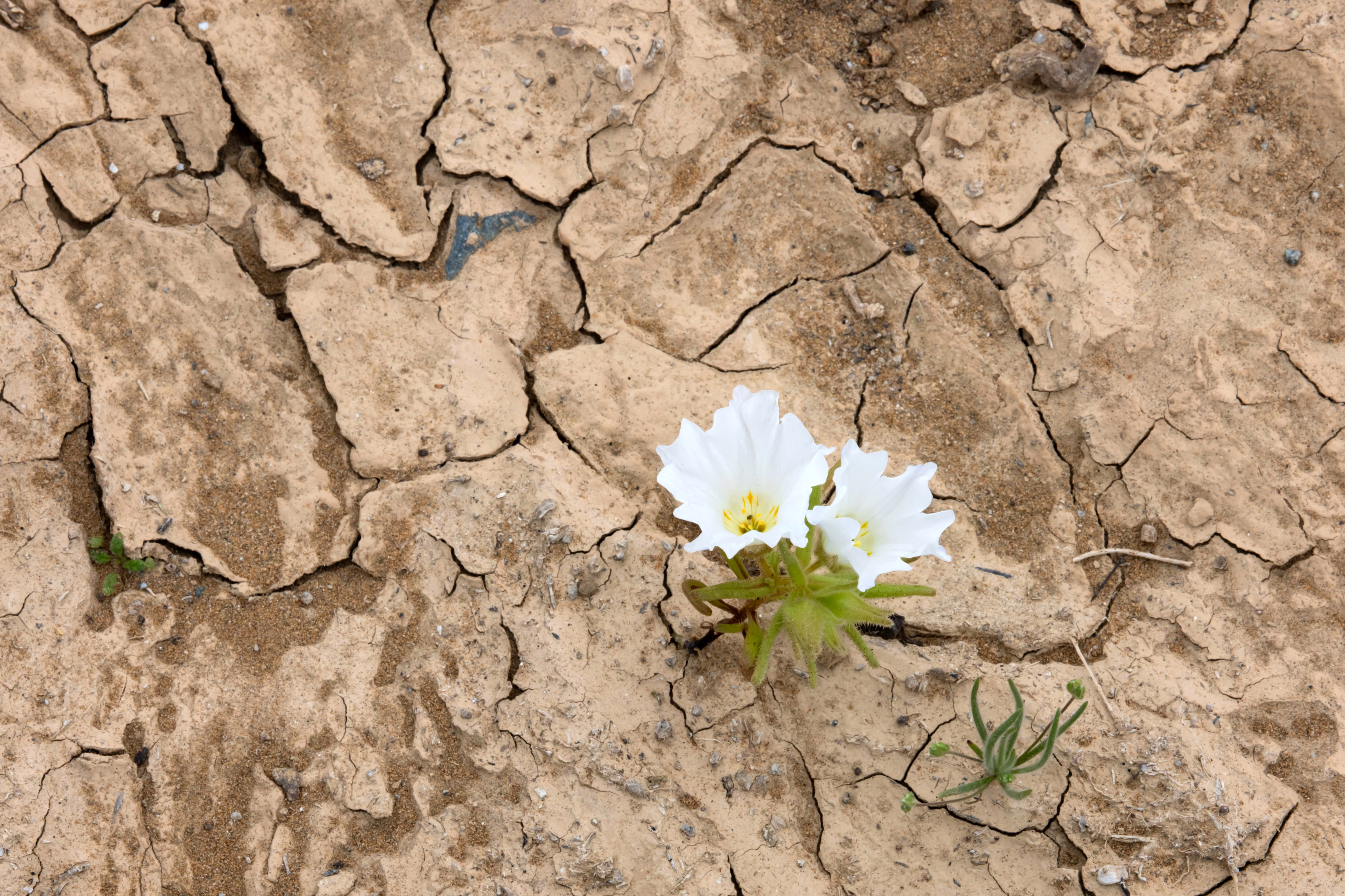 A wildflower emerges from cracked earth.