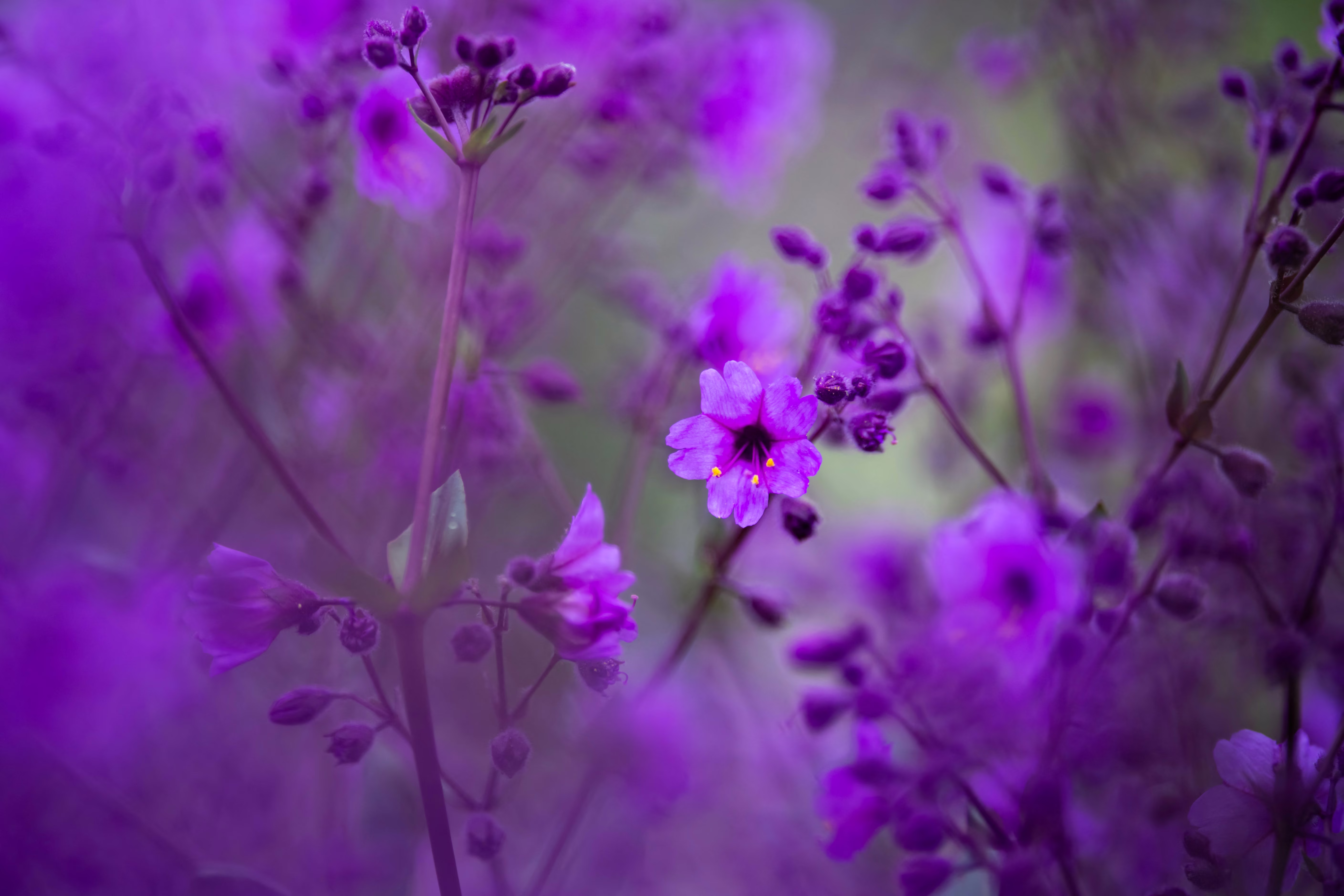 A close view of purple wildflowers in bloom