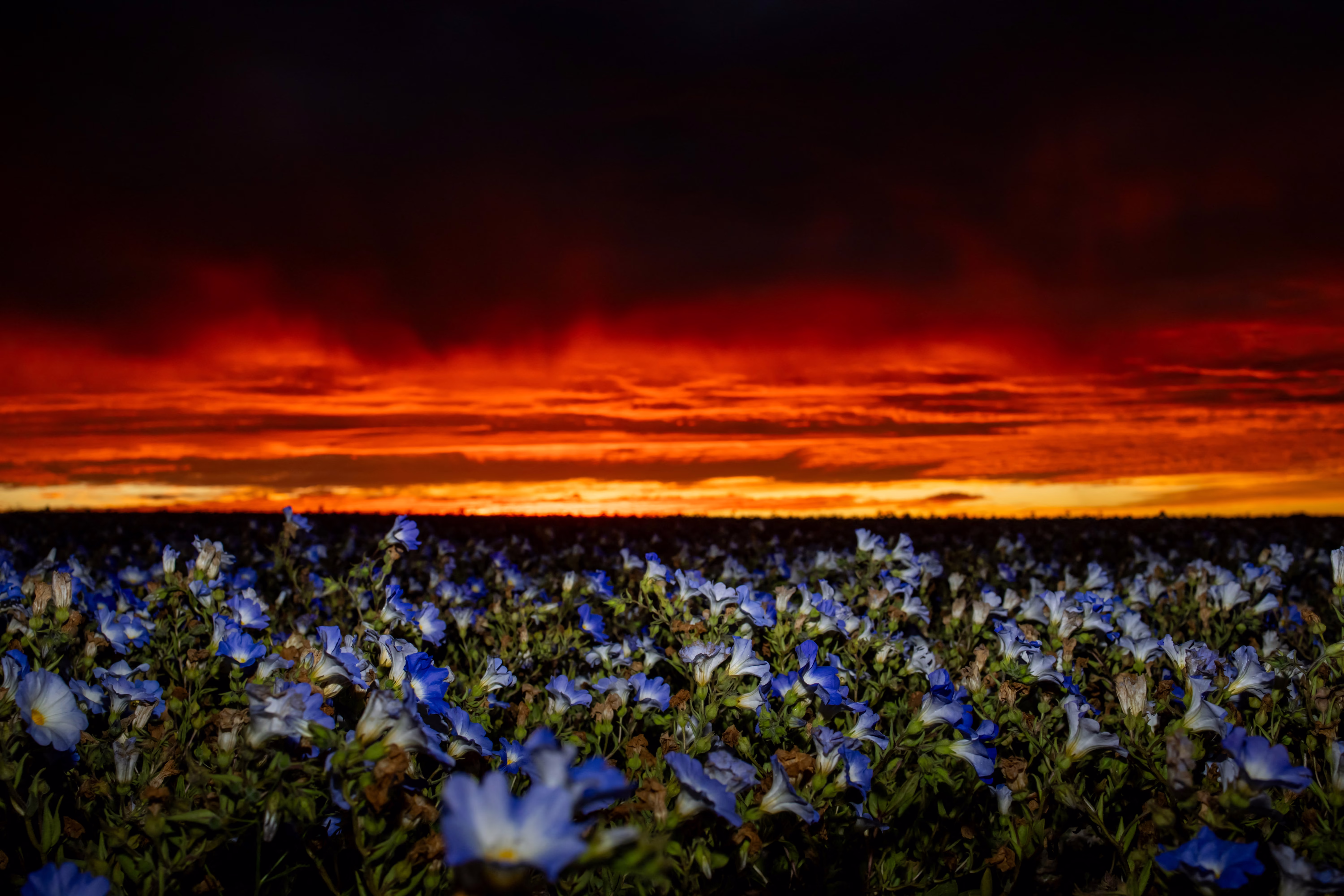 A dark sunset, under a cloudy sky, above a field of blue-and-white wildflowers