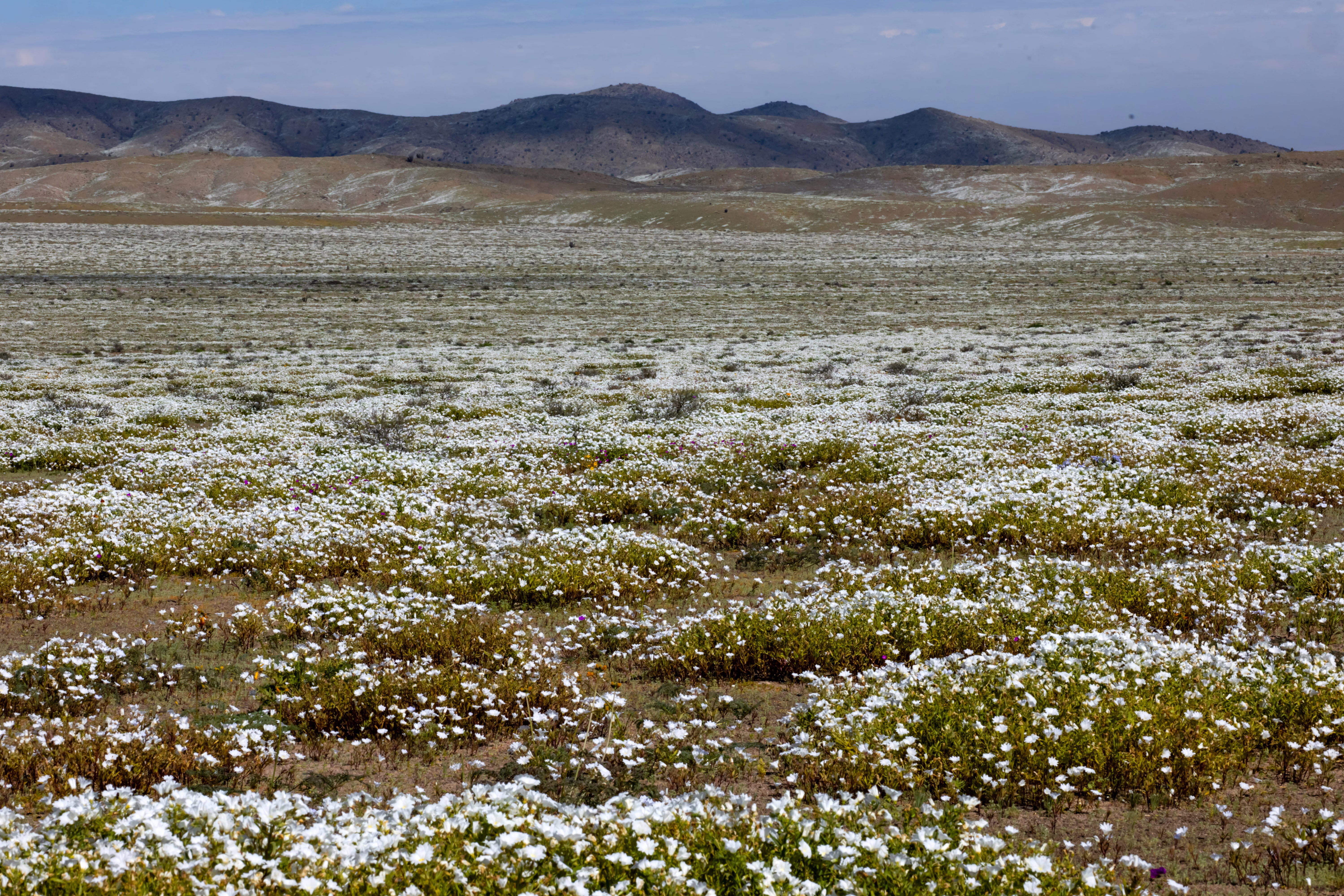 White wildflowers cover a desert plain.