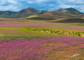 Photos: Wildflowers Bloom in the Atacama Desert