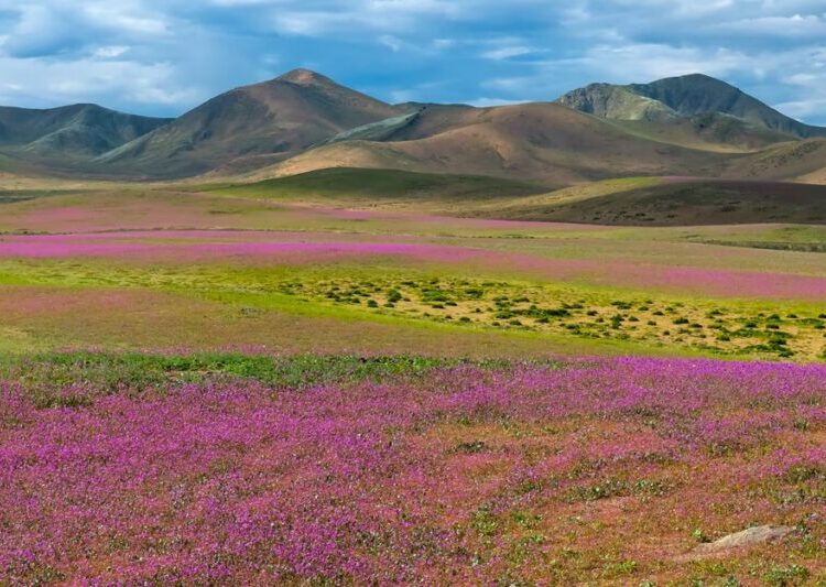Photos: Wildflowers Bloom in the Atacama Desert