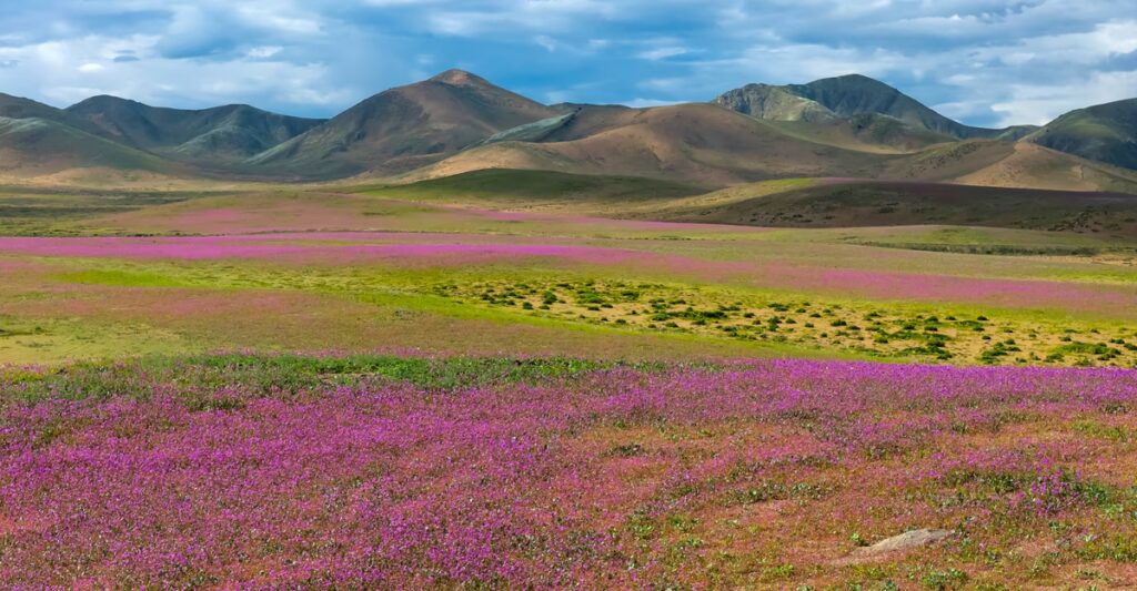 Photos: Wildflowers Bloom in the Atacama Desert