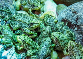 A California frog is on the brink of extinction. Long Beach aquarium has a plan to save it