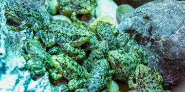 A California frog is on the brink of extinction. Long Beach aquarium has a plan to save it