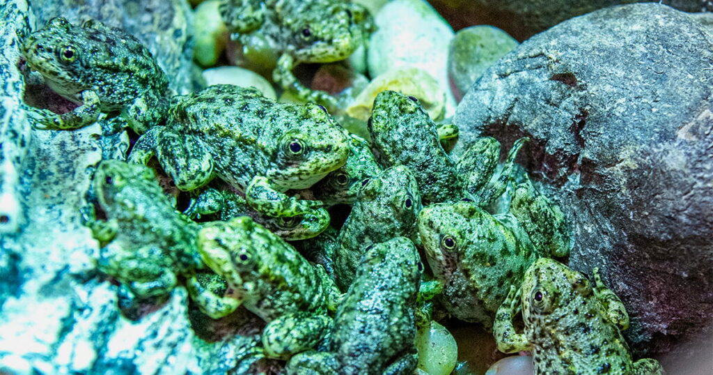 A California frog is on the brink of extinction. Long Beach aquarium has a plan to save it