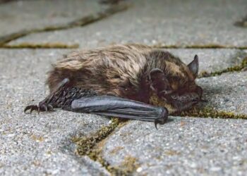 Woman sparks panicked search after touching rabid bat on Minneapolis street