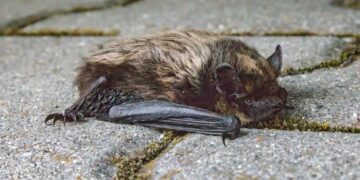 Woman sparks panicked search after touching rabid bat on Minneapolis street