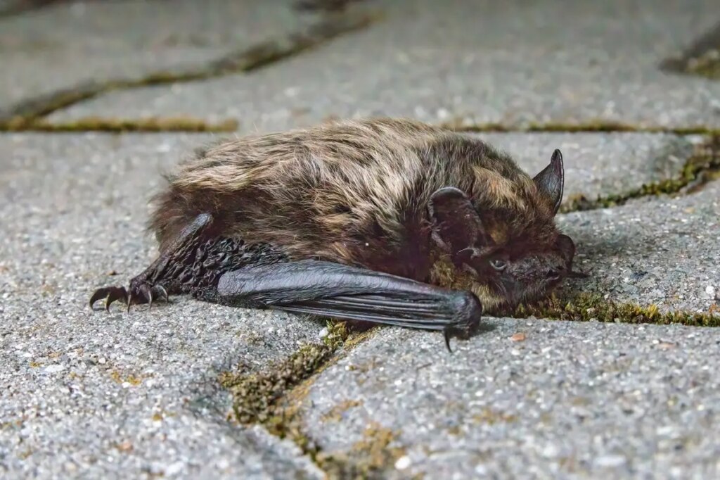 Woman sparks panicked search after touching rabid bat on Minneapolis street