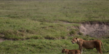 Poisoning suspected in deaths of 10 lions in Tanzania conservation area