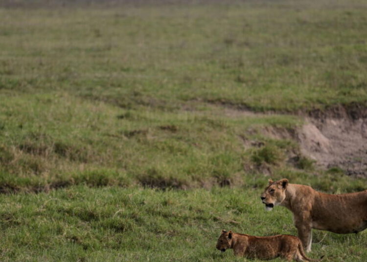 Poisoning suspected in deaths of 10 lions in Tanzania conservation area