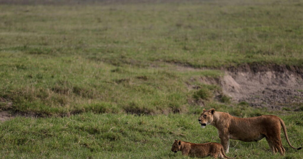 Poisoning suspected in deaths of 10 lions in Tanzania conservation area