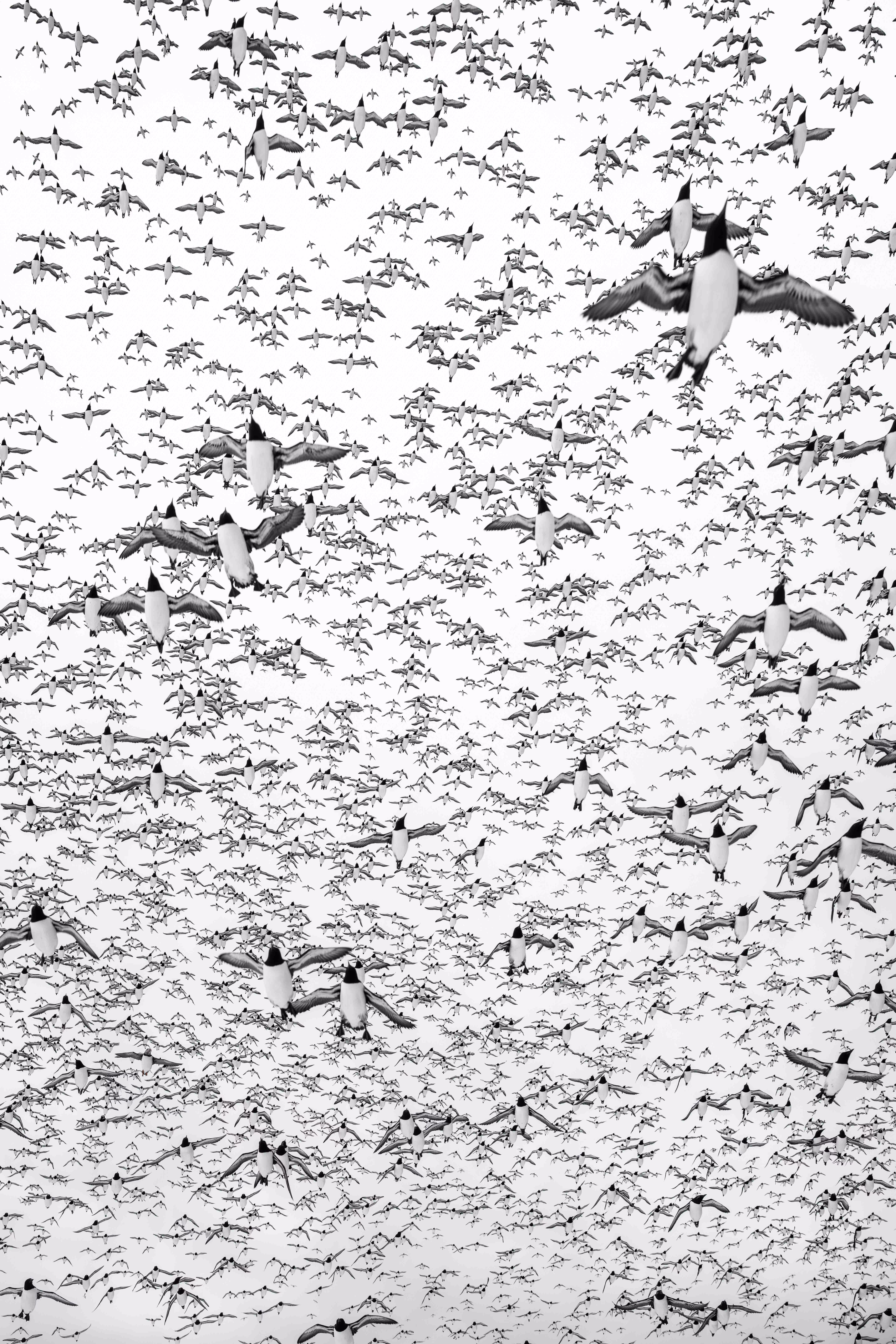 A view looking up toward a sky filled with hundreds of black-and-white seabirds