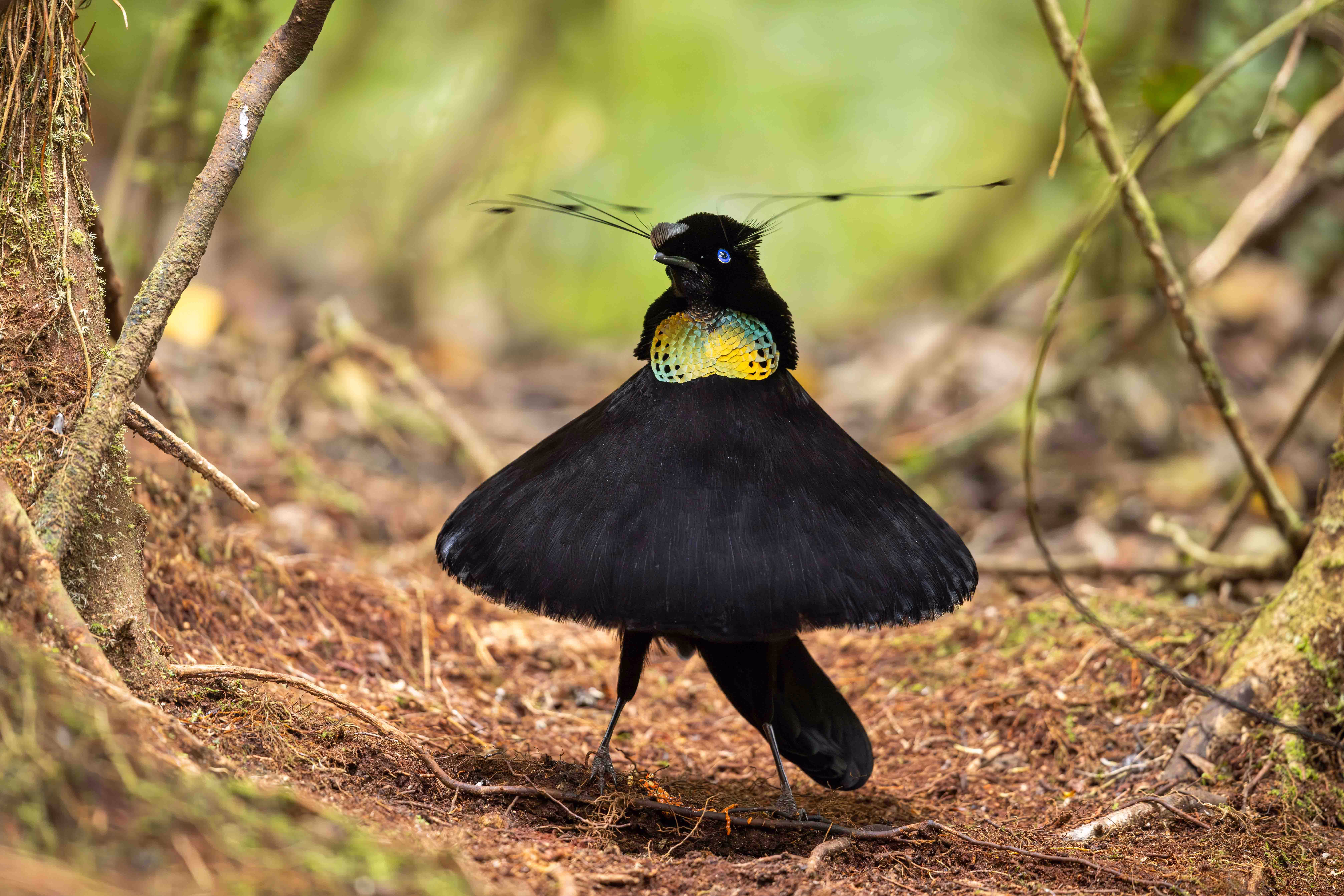 A bird with both colorful and dark feathers stands on a forest floor, puffed out, putting on a display.