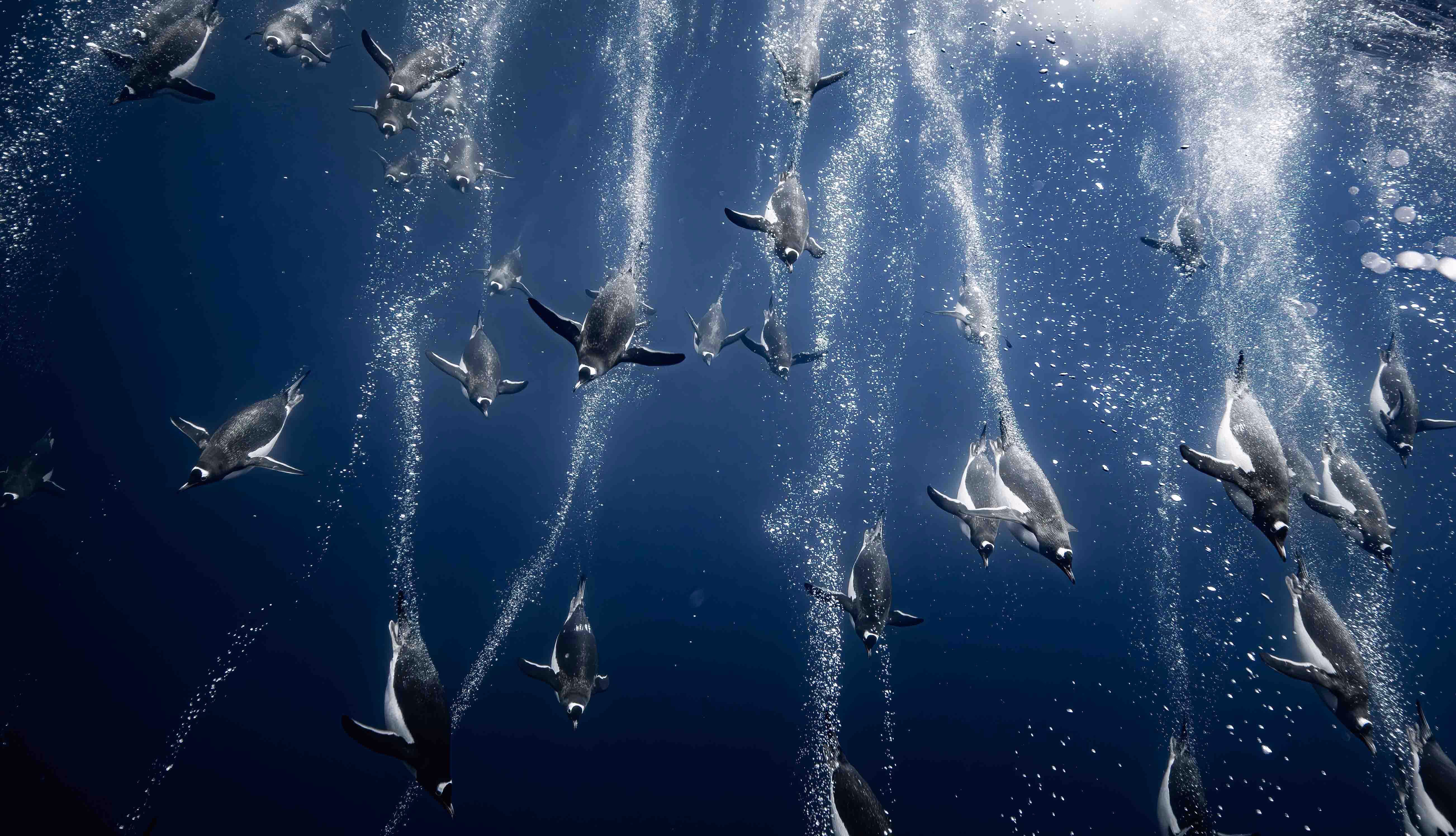 Dozens of penguins 'fly' through the water, seen swimming and leaving trails of bubbles.