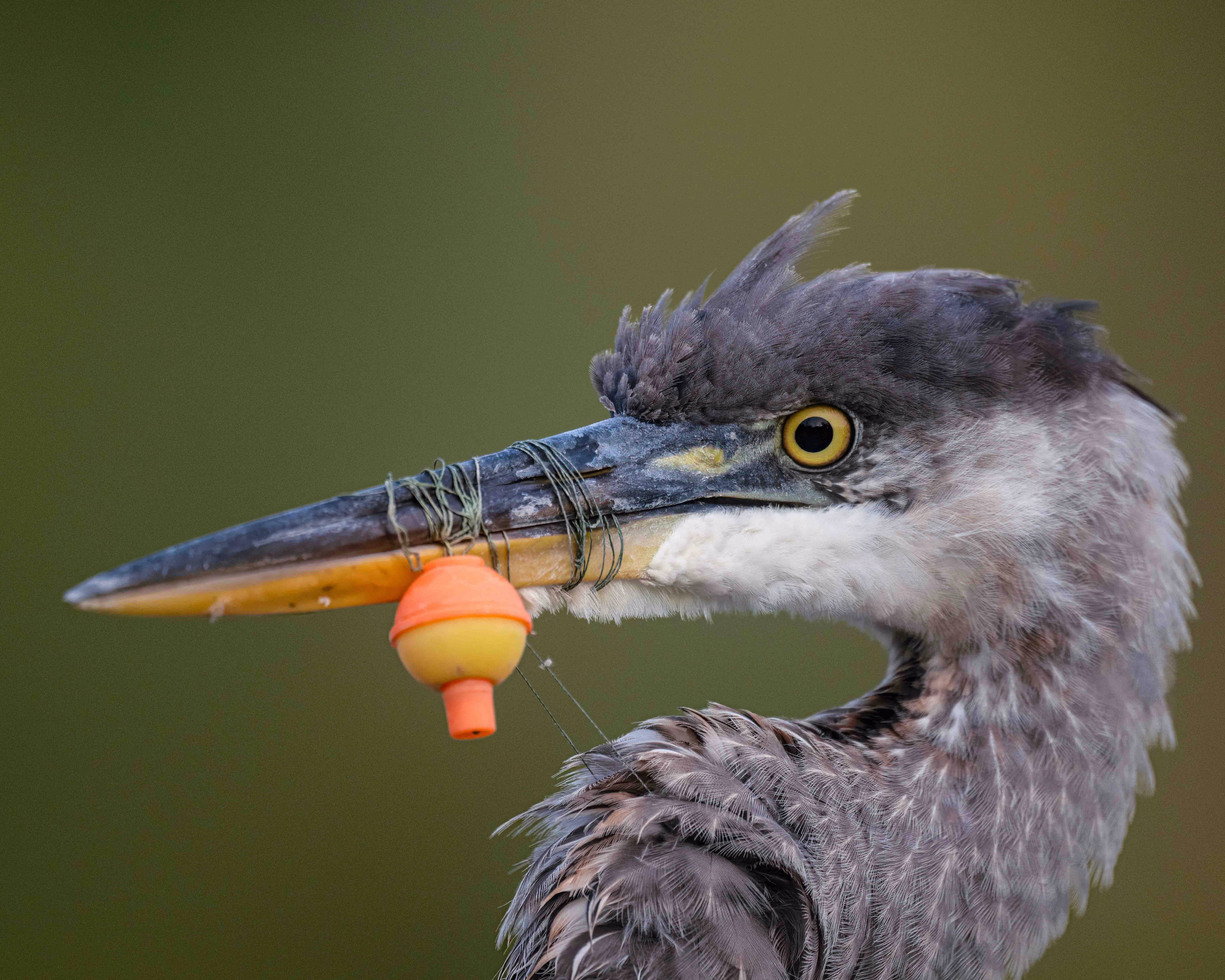 A close view of a heron with fishing line wrapped around its beak.