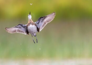 Winners of the Bird Photographer of the Year 2026