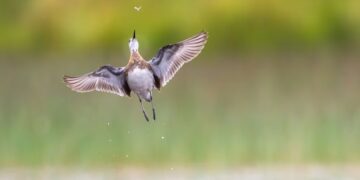 Winners of the Bird Photographer of the Year 2026