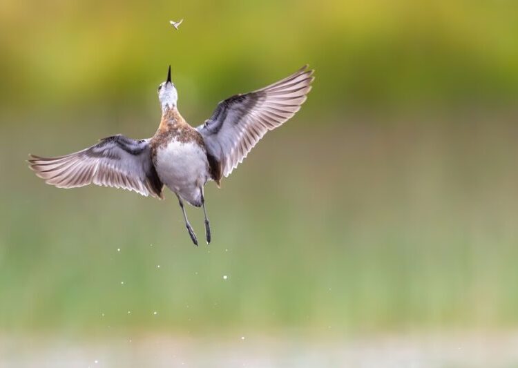 Winners of the Bird Photographer of the Year 2026