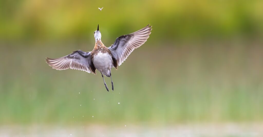 Winners of the Bird Photographer of the Year 2026