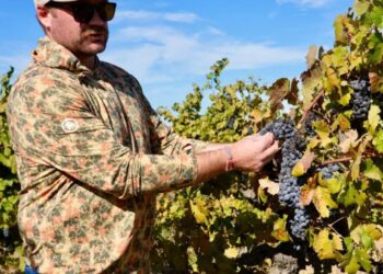 ‘The kids just aren’t drinking as much’: California’s wine country is drowning in unwanted grapes
