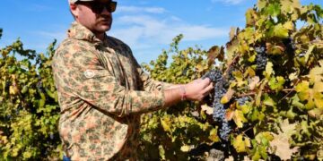 ‘The kids just aren’t drinking as much’: California’s wine country is drowning in unwanted grapes