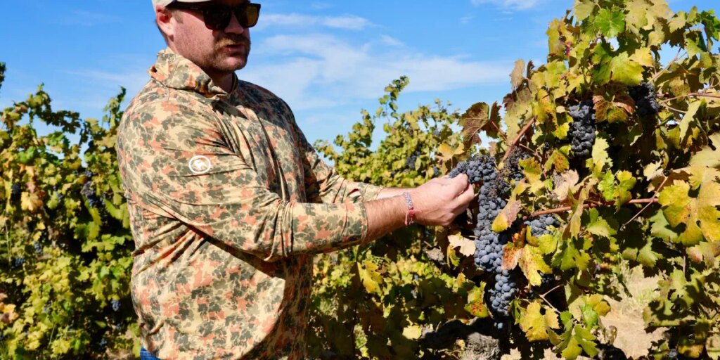 ‘The kids just aren’t drinking as much’: California’s wine country is drowning in unwanted grapes