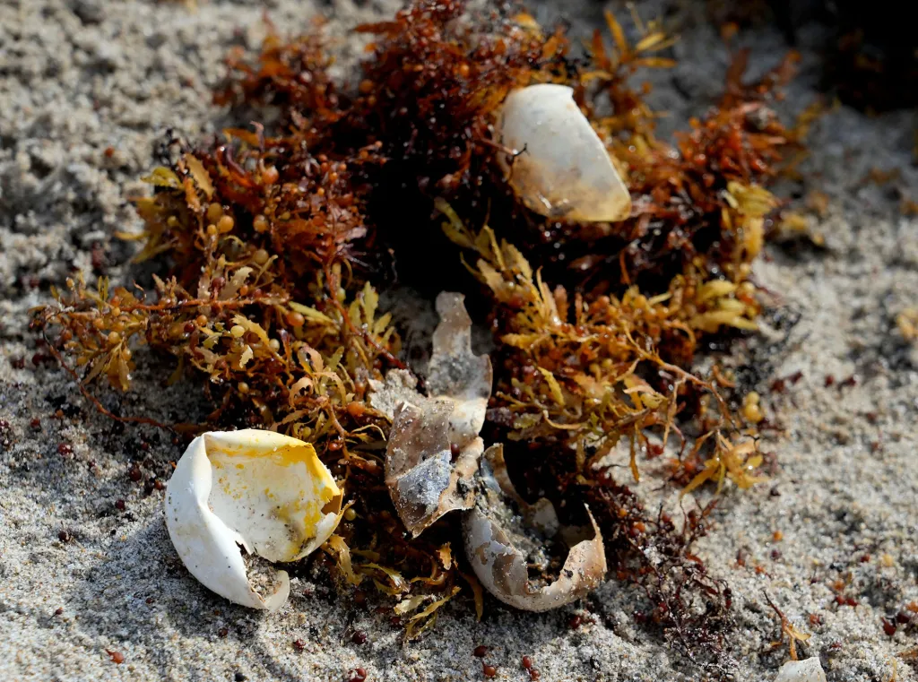 Sea turtle eggshells in Sargassum seaweed on a beach.