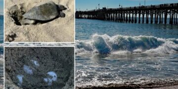 Rare sea turtle lays eggs on OC beach for the first time in history as experts monitor ‘abnormal behavior’