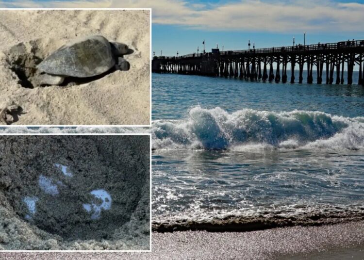 Rare sea turtle lays eggs on OC beach for the first time in history as experts monitor ‘abnormal behavior’