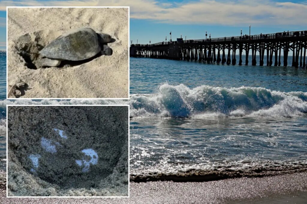 Rare sea turtle lays eggs on OC beach for the first time in history as experts monitor ‘abnormal behavior’
