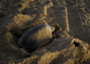 Tropical Sea Turtle Lays Eggs on Southern California Beach