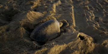 Tropical Sea Turtle Lays Eggs on Southern California Beach