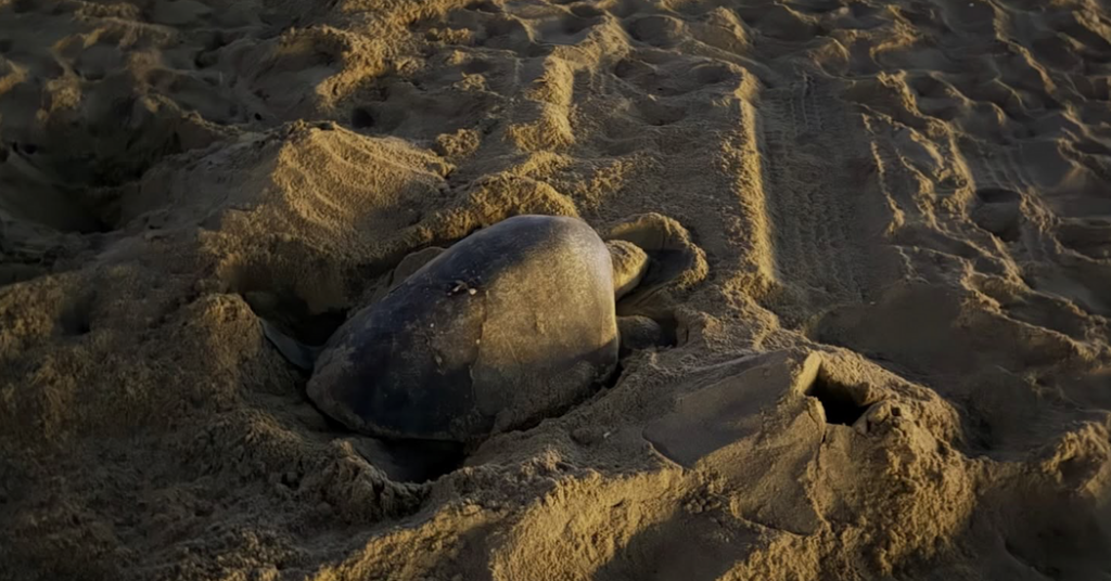 Tropical Sea Turtle Lays Eggs on Southern California Beach