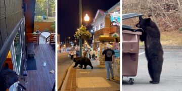 Bear encounters are rising across the United States. Here’s why.