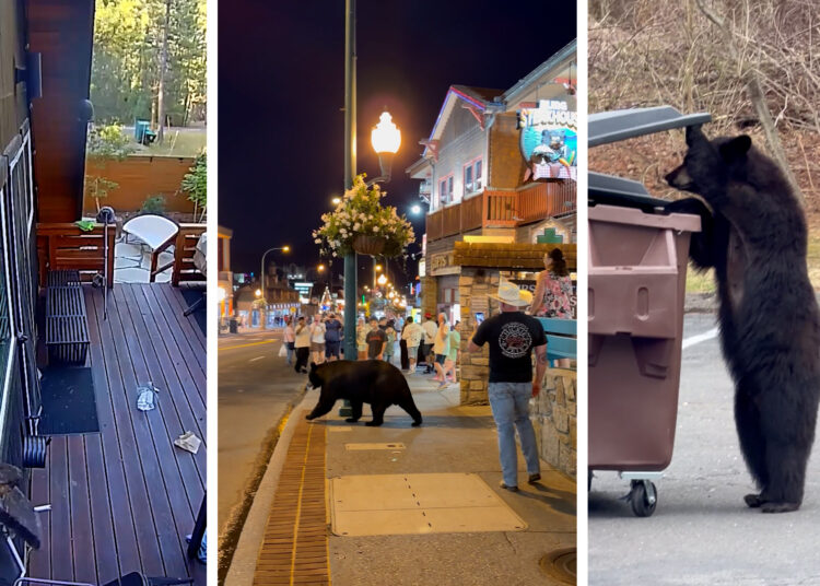 Bear encounters are rising across the United States. Here’s why.