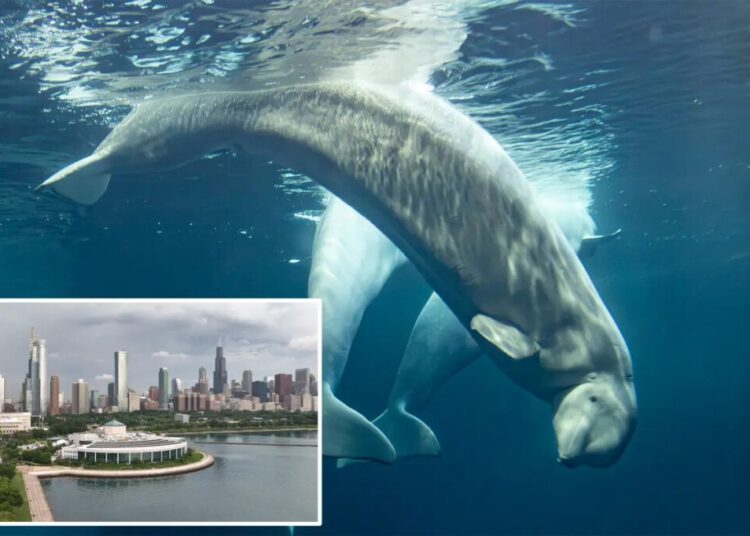 Third beluga whale, Osiris, dies at Chicago aquarium — after rescue from shuttered Canada marine park